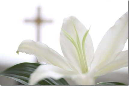 easter lily